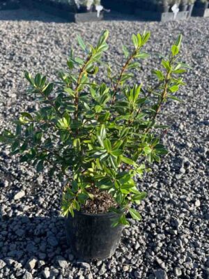 Hebe Lake in a black nursery pot showing glossy green evergreen foliage on multiple branching stems