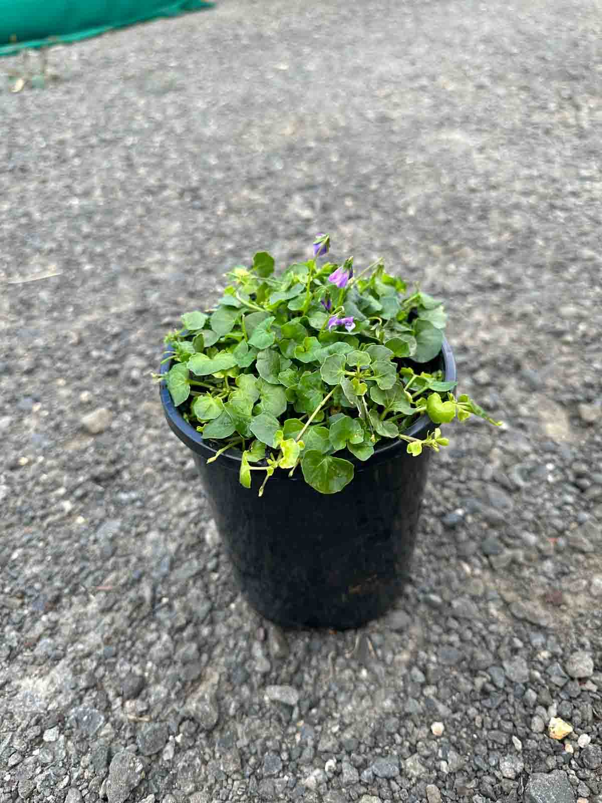 Native Violet (Viola hederacea) in a black pot showing round green leaves and small purple flowers