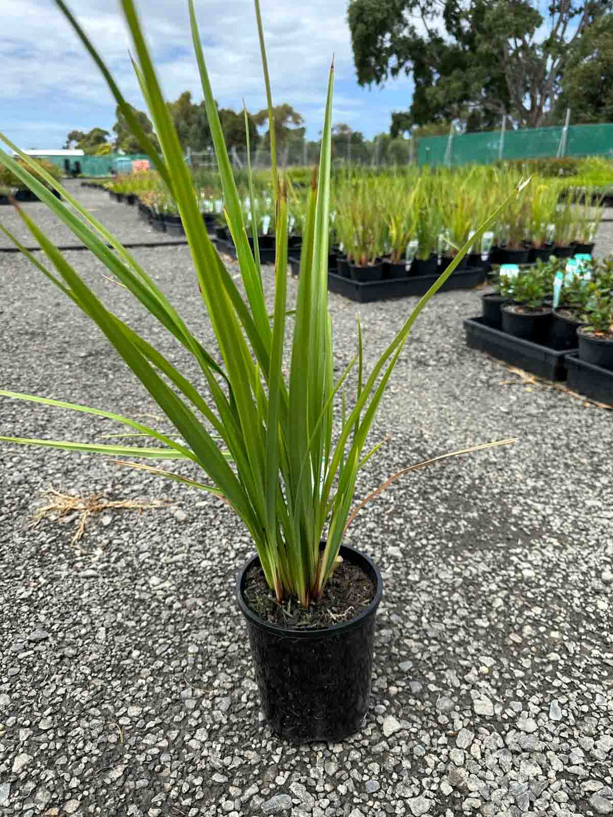 Dianella longifolia Blue Flax Lily in a black pot showing strappy green foliage at a wholesale nursery