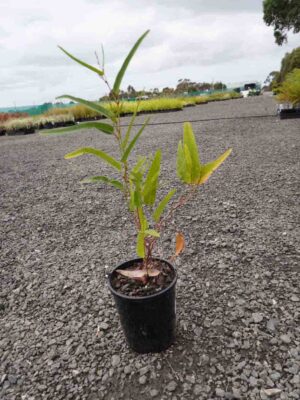 Hardenbergia violacea Happy Wanderer in a black pot showing green leaves and multiple stems at 14cm height