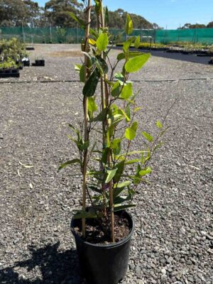 Hardenbergia Happy Duo in a black pot showing young climbing stems with oval green leaves at a nursery