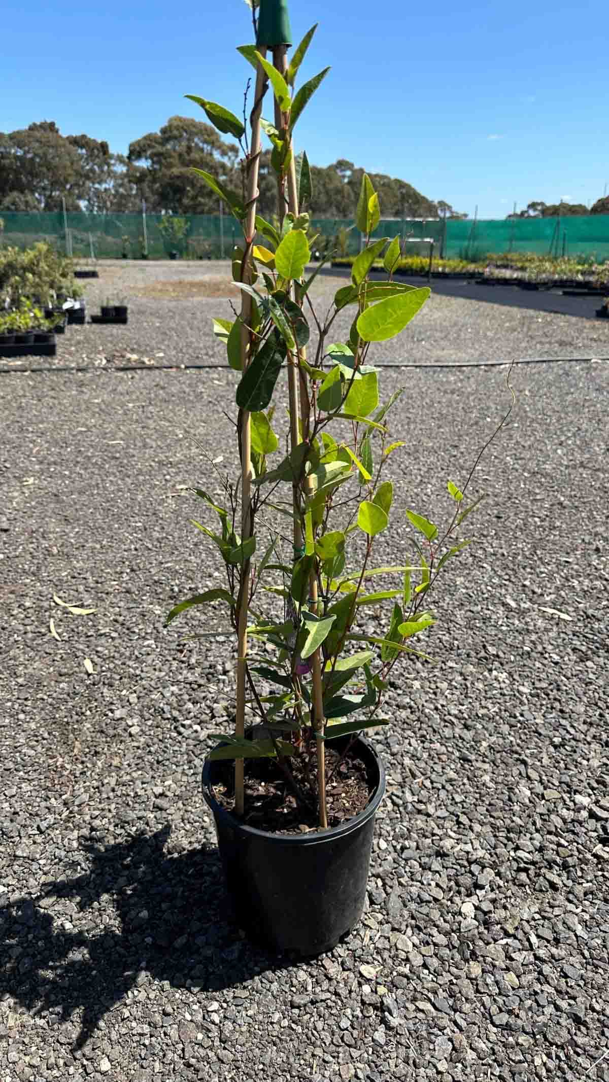 Hardenbergia Happy Duo in a black pot showing young climbing stems with oval green leaves at a nursery
