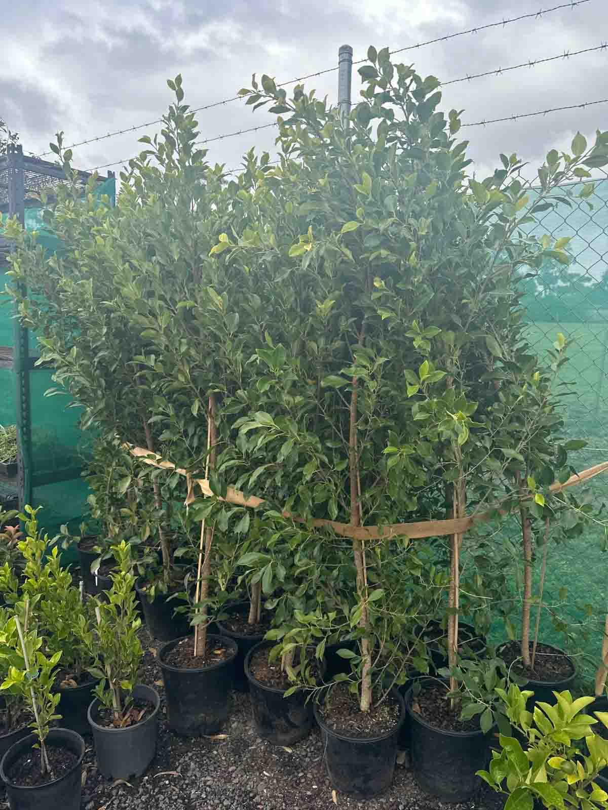 Ficus microcarpa hillii Flash plants in black pots showing dense green foliage with bamboo support stakes in nursery setting
