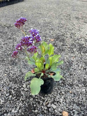 Limonium perezii (Sea Lavender) in a black pot showing purple flower clusters and thick green basal leaves