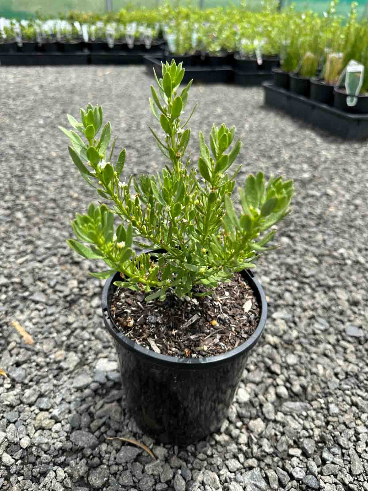 Myoporum parvifolium 'Broad Leaf' in a black pot showing dense green foliage with broad glossy leaves