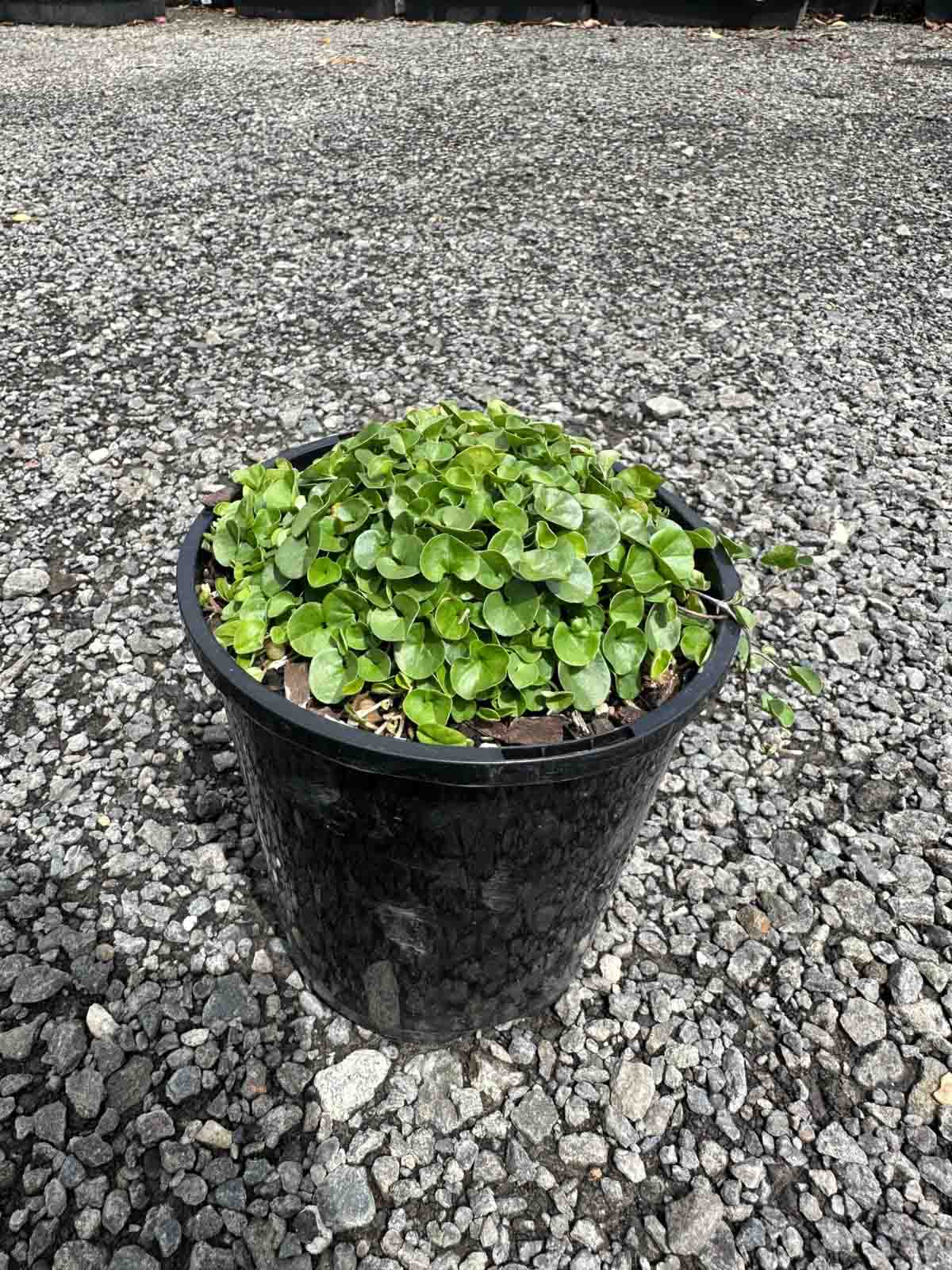 Kidney Grass (Dichondra repens) in a black pot showing dense green kidney-shaped leaves, 14cm current height