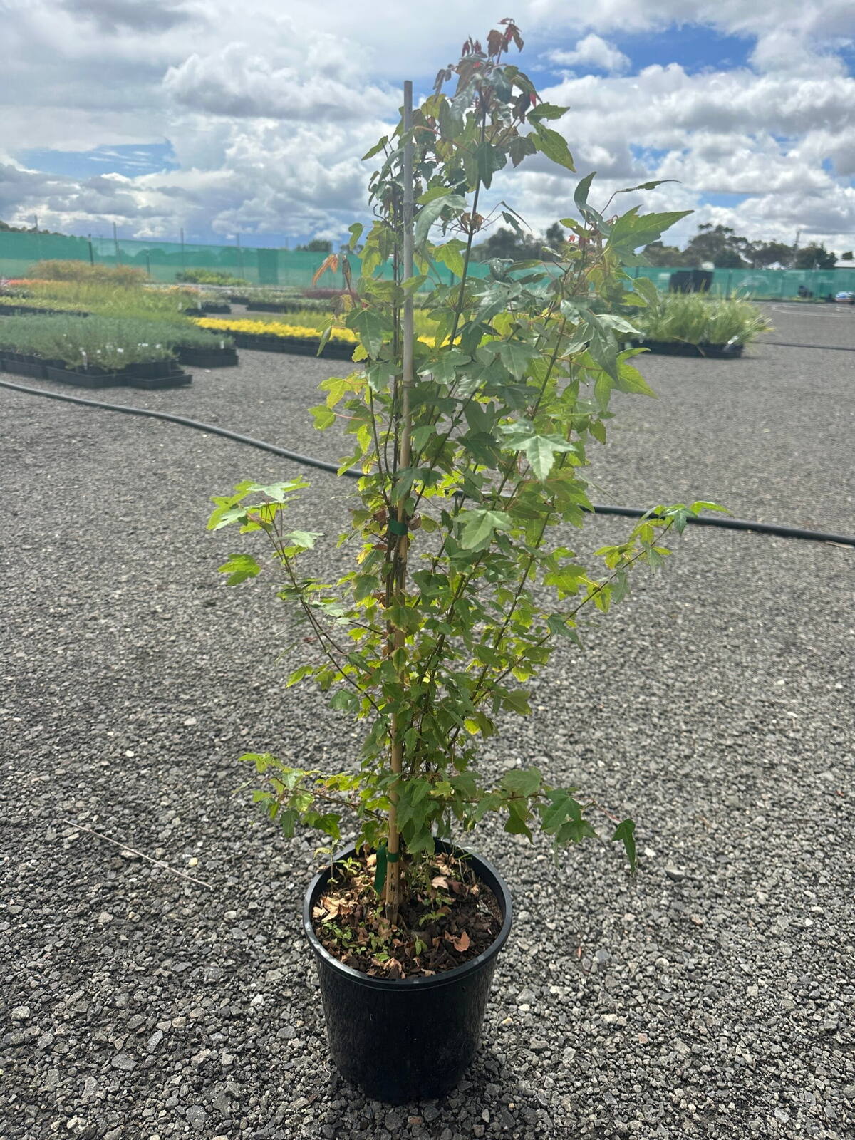 Young trident maple in black pot staked upright on gravel with green and reddish leaves at a plant nursery