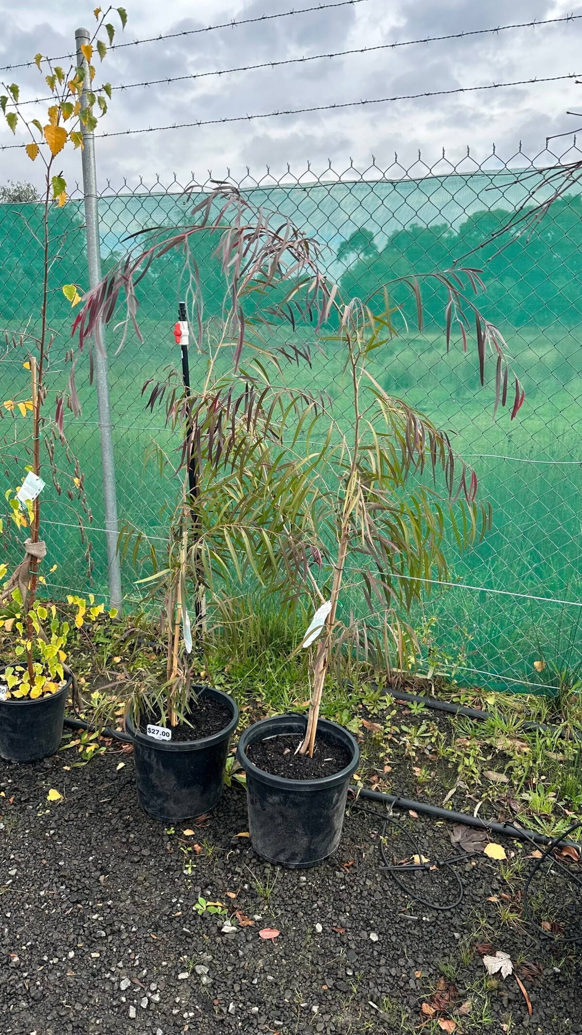 Two potted Agonis flexuosa Burgundy saplings with drooping purple-tinged leaves beside a chain-link fence at the nursery