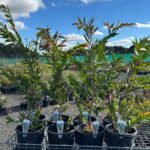 Potted willow myrtle saplings with plant tags on a wire nursery trolley under a blue sky at the nursery yard