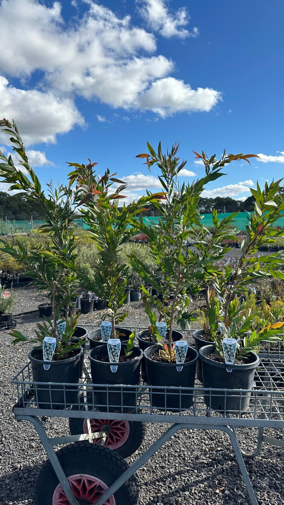 Potted willow myrtle saplings with plant tags on a wire nursery trolley under a blue sky at the nursery yard