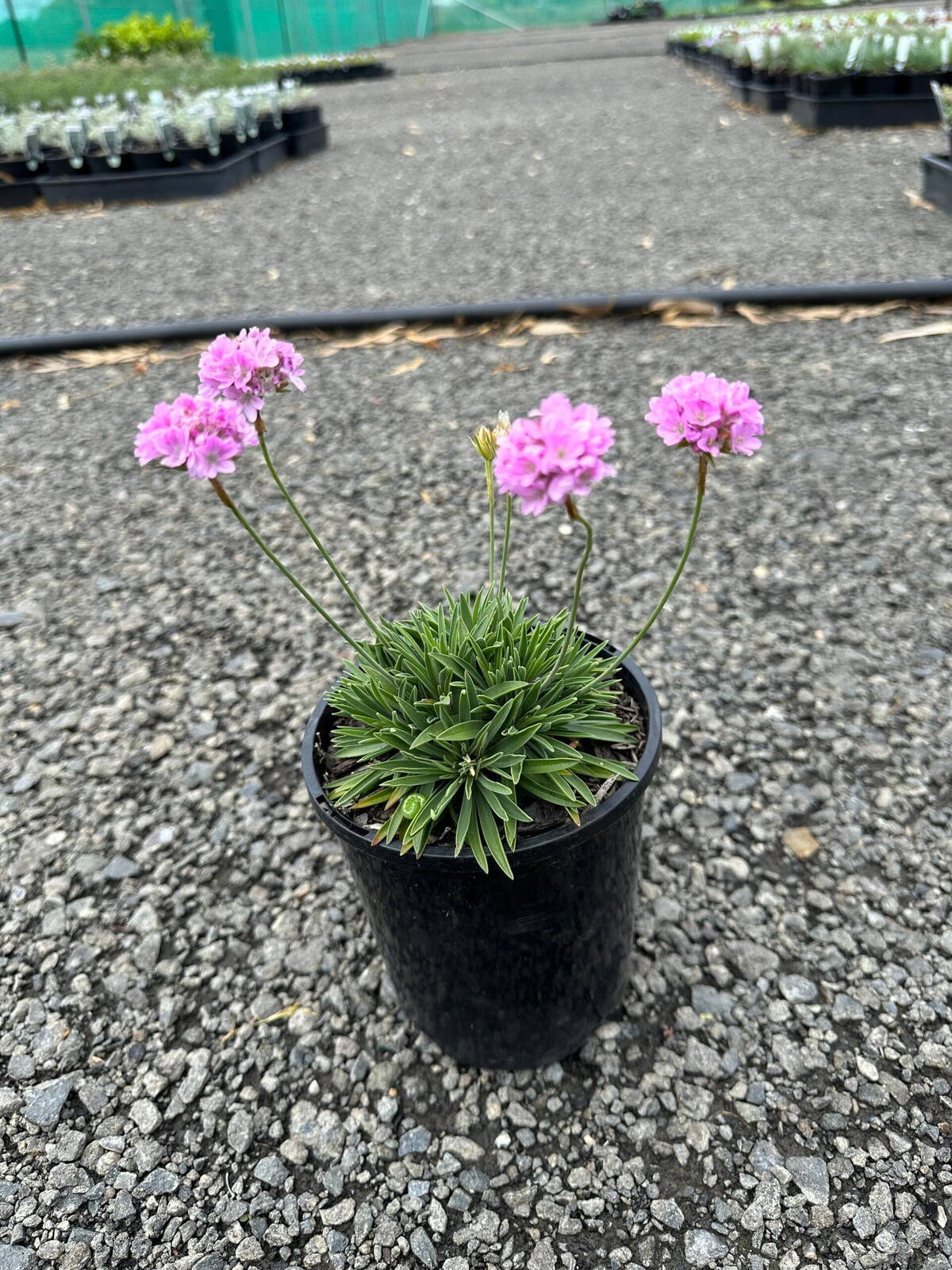 Pink armeria in black nursery pot with round flower globes on tall bare stems above grass-like foliage on gravel