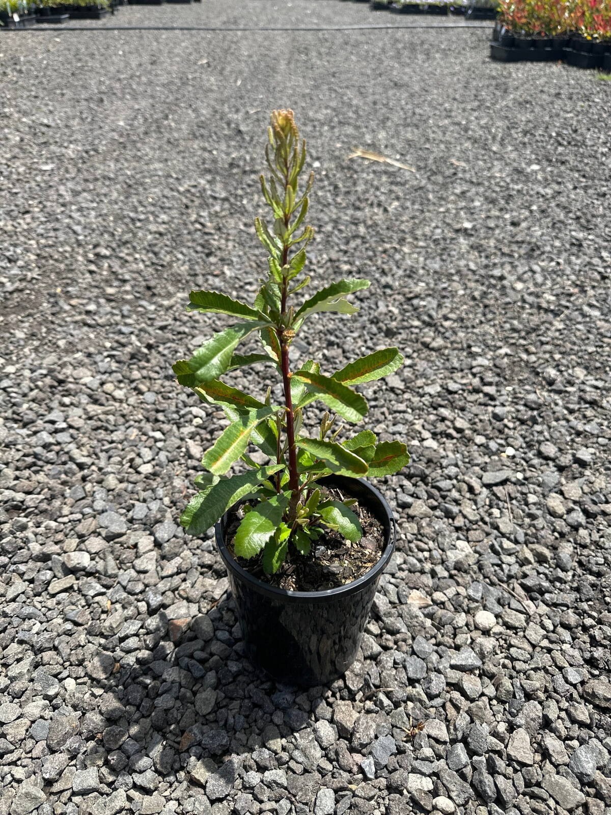 Young silver banksia seedling in black 14cm pot with green serrated leaves and red stem on nursery gravel