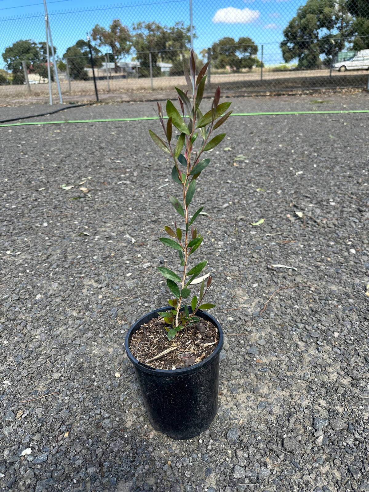 Young lemon bottlebrush shrub with slender green and reddish leaves in a black 20cm pot on gravel at the nursery