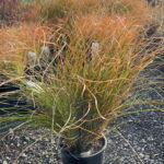 Orange sedge in a black nursery pot with weeping orange and green foliage on gravel at a plant nursery
