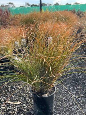 Orange sedge in a black nursery pot with weeping orange and green foliage on gravel at a plant nursery