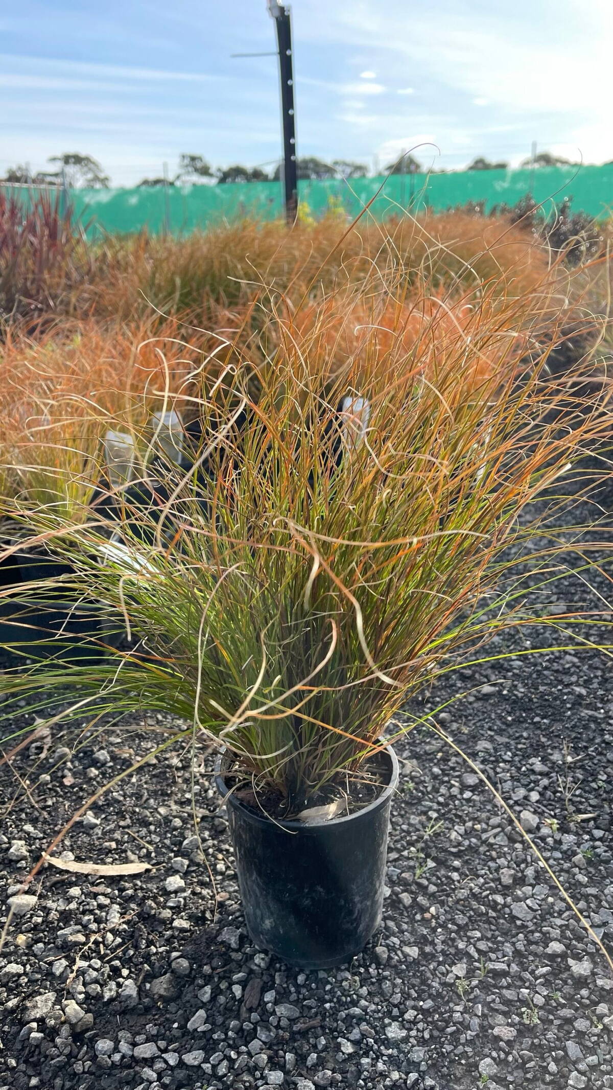 Orange sedge in a black nursery pot with weeping orange and green foliage on gravel at a plant nursery