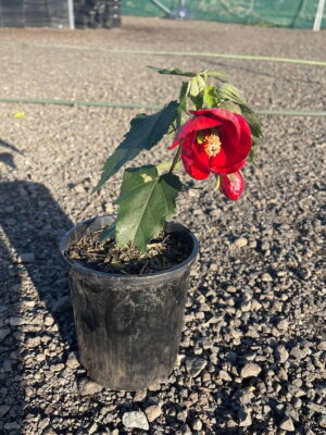 Potted Abutilon with a bright red bloom and green leaves in a black nursery pot on gravel at a plant nursery