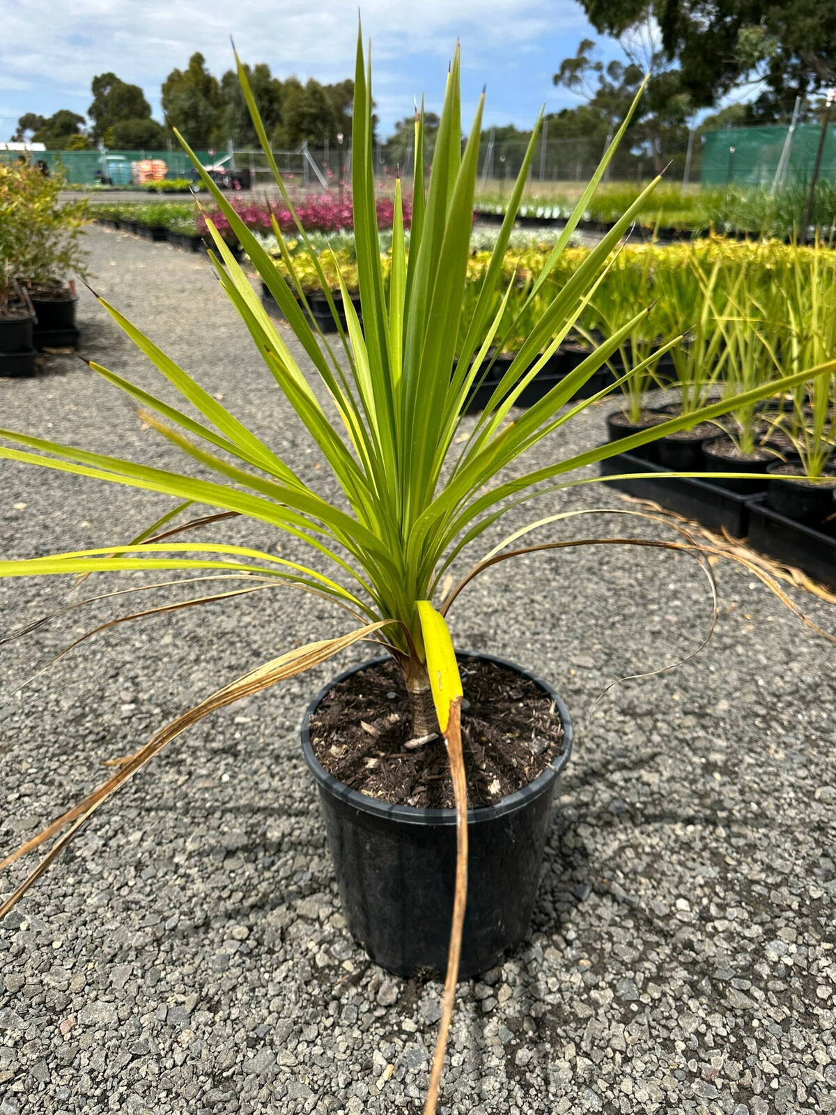 Young Cordyline australis in black nursery pot with green sword-shaped leaves on gravel at Marshall plant nursery