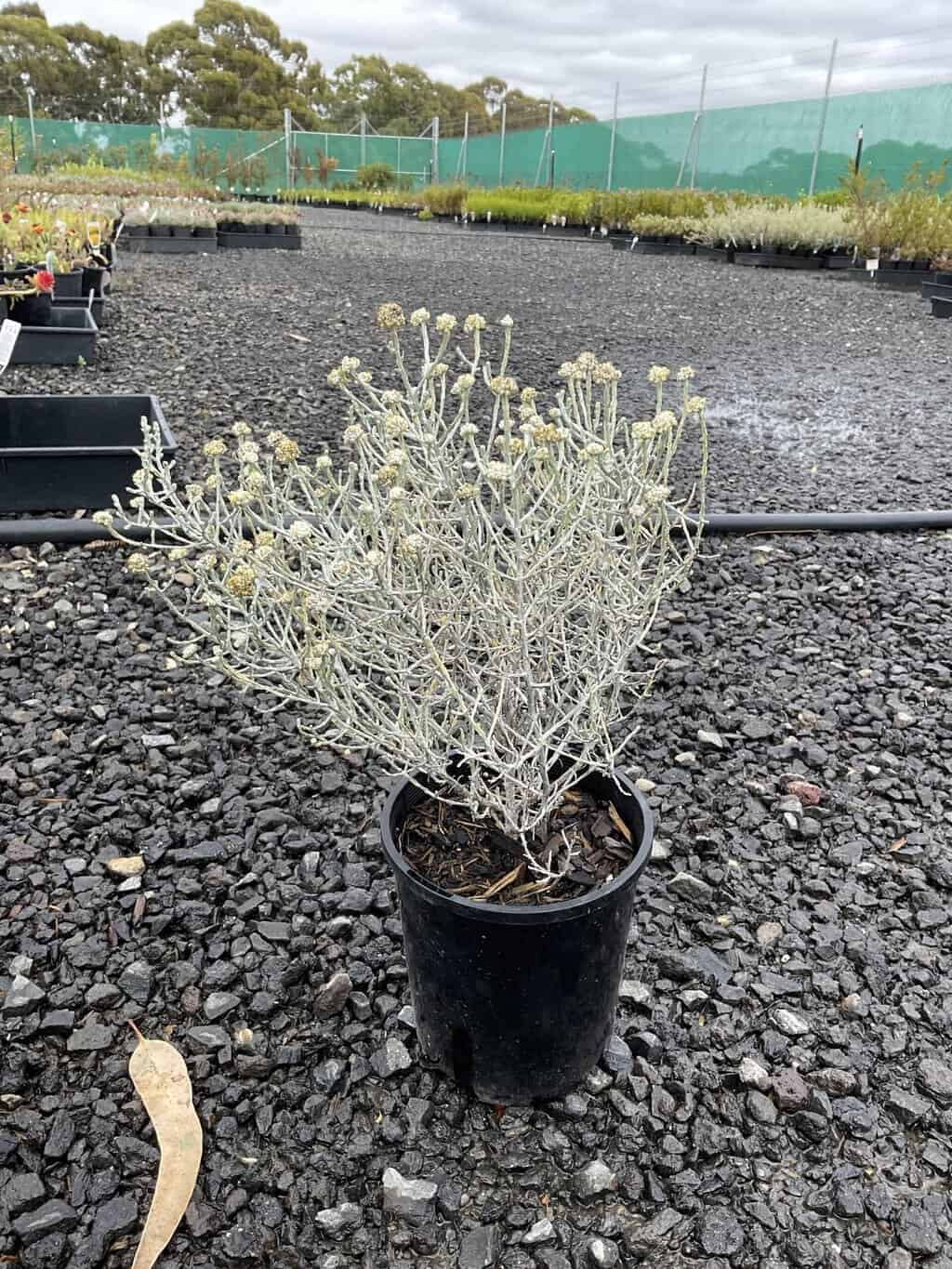 Silvery-white cushion bush with creamy flower buds in a black 14cm pot on gravel at a plant nursery