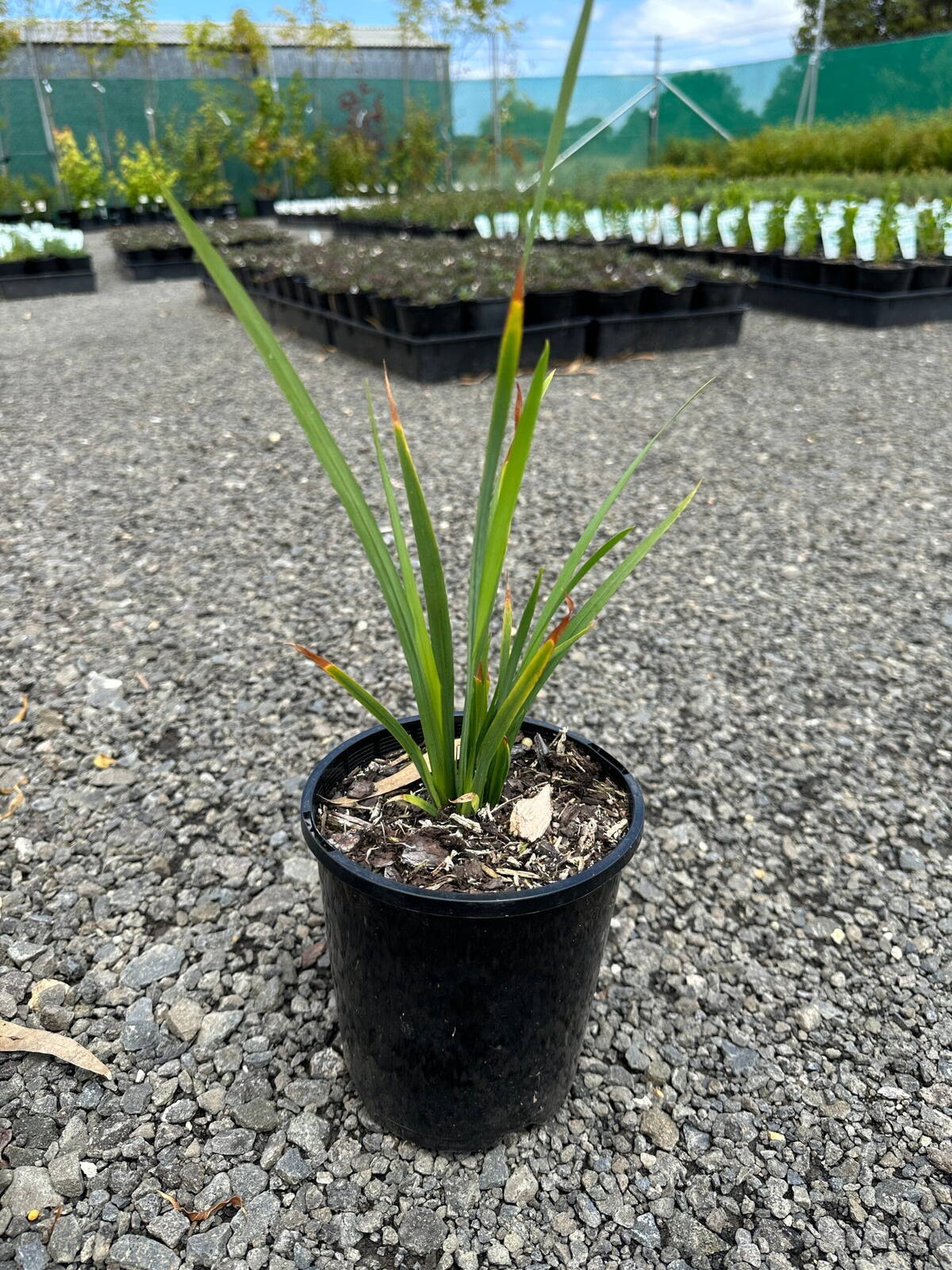 Young African iris with upright lime-green leaves in a black nursery pot on gravel at a plant nursery