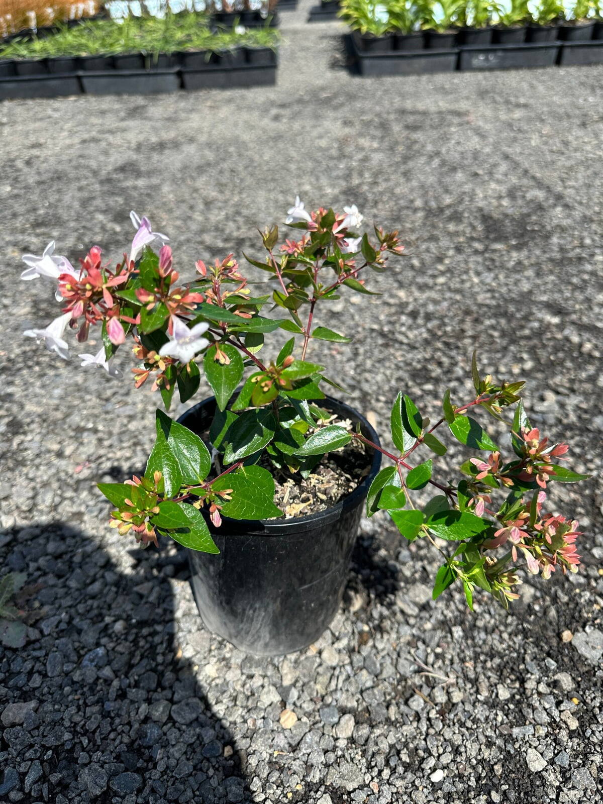 Potted dwarf glossy abelia with white flowers and bronze-pink calyces on gravel at a plant nursery