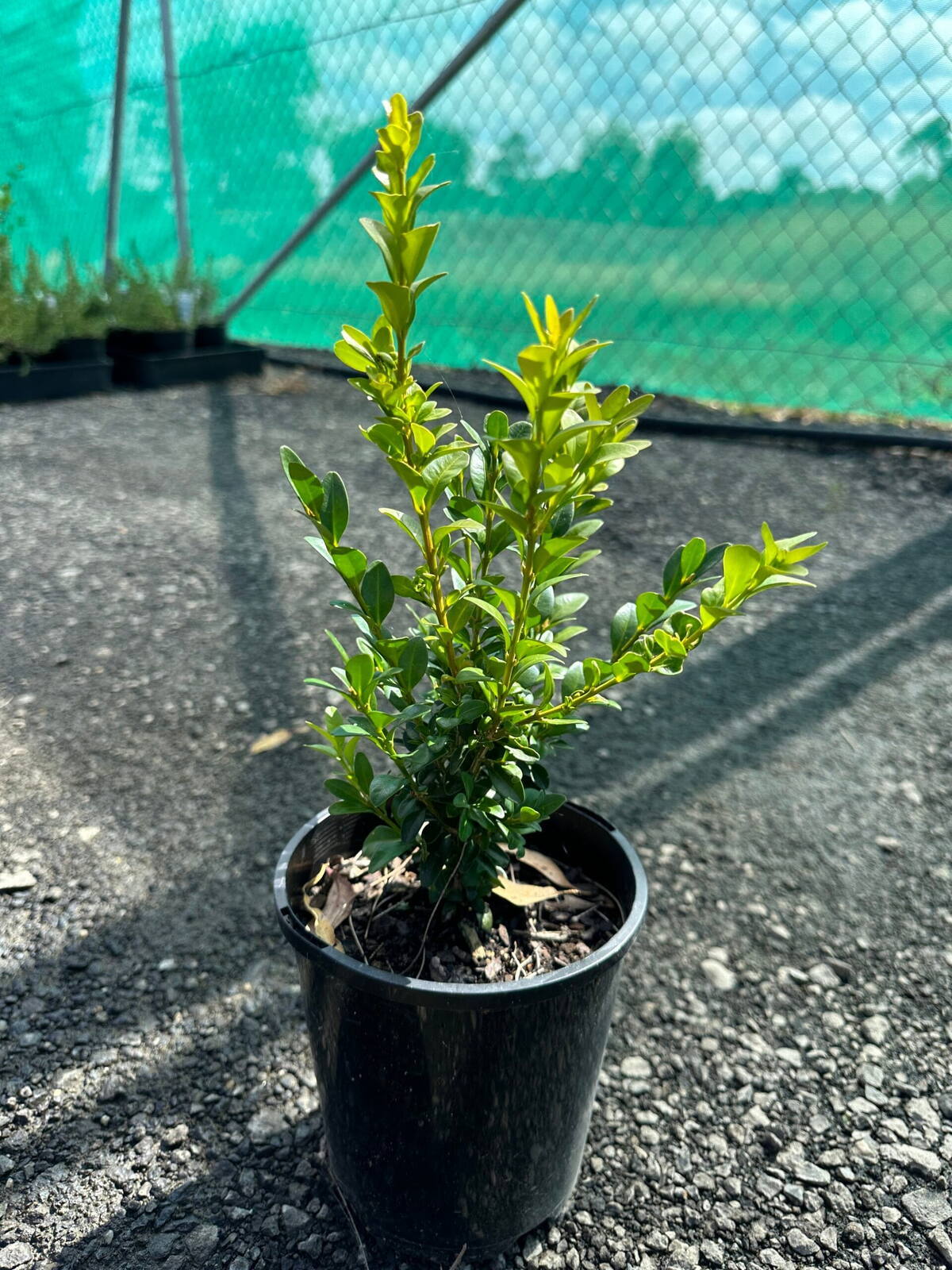 English box shrub with small oval green leaves in a black 14cm pot on gravel at a plant nursery