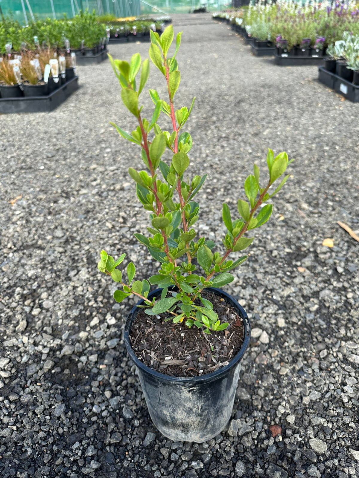 Young escallonia shrub with glossy green leaves and reddish stems in a black 20cm pot on gravel at a plant nursery