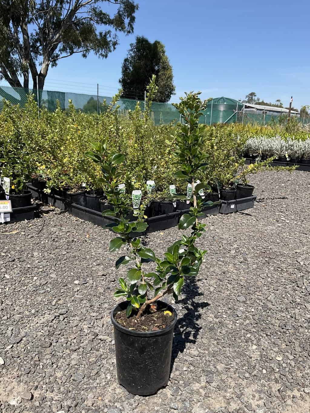 Potted escallonia shrub with glossy green leaves on gravel, with rows of nursery plants behind at a coastal plant nursery