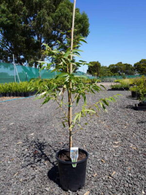 Young manna gum eucalyptus in black pot with bamboo stake and plant label on gravel at a plant nursery