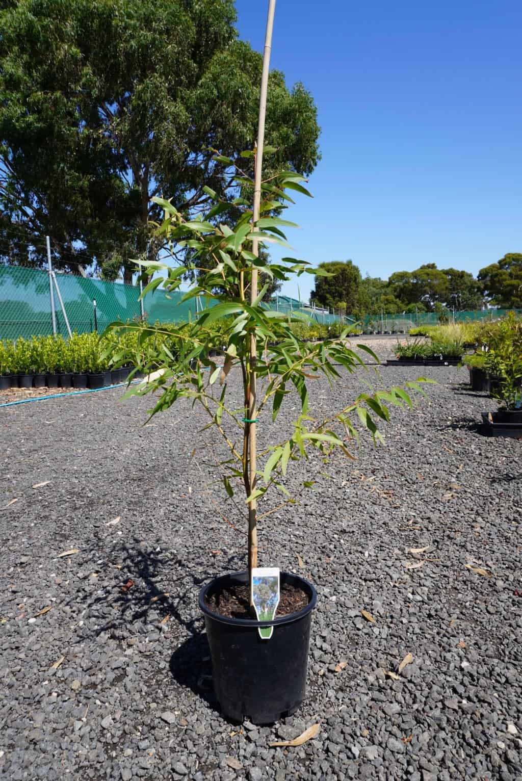 Young manna gum eucalyptus in black pot with bamboo stake and plant label on gravel at a plant nursery