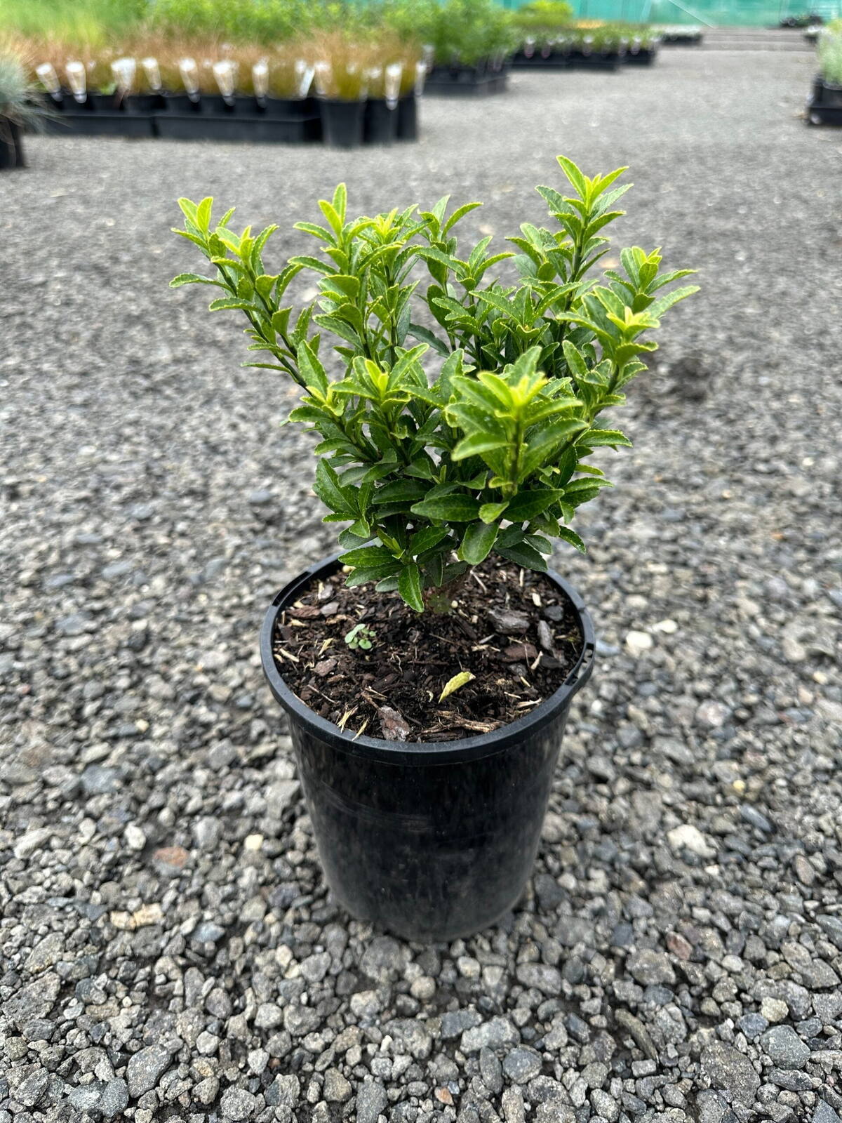 Compact euonymus shrub with glossy green leaves in a black nursery pot on gravel, suited to low hedging
