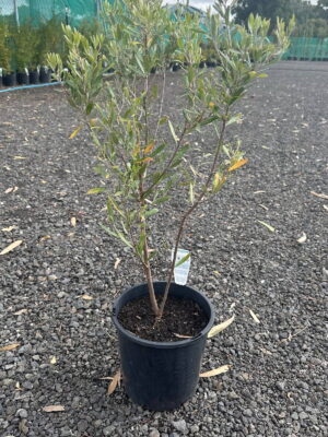 Young Grevillea olivacea shrub with slender green-grey leaves in a black nursery pot on gravel at a coastal plant nursery