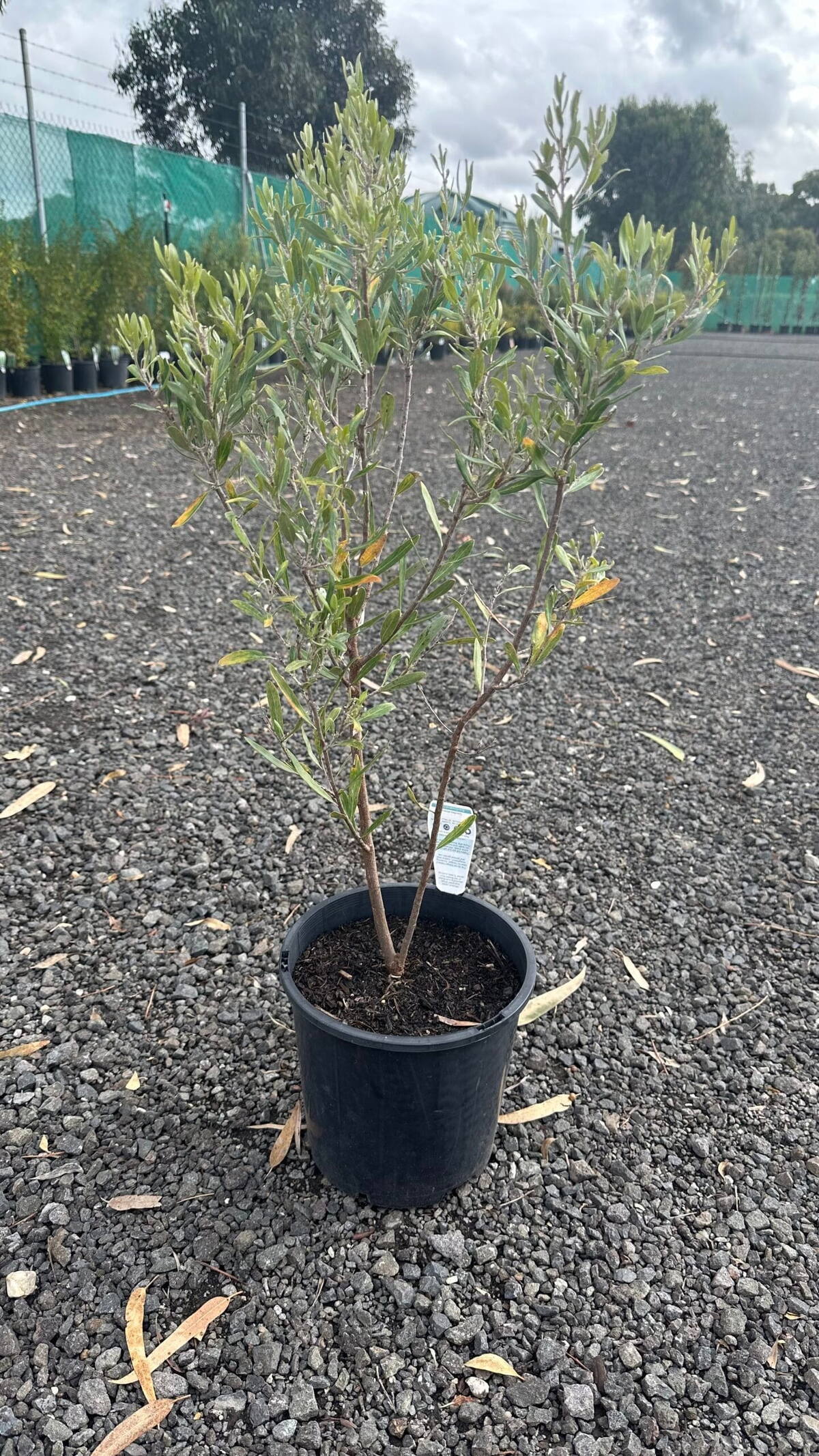 Young Grevillea olivacea shrub with slender green-grey leaves in a black nursery pot on gravel at a coastal plant nursery