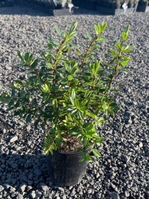 Glossy green hebe shrub in a black nursery pot on gravel with other potted plants in the background
