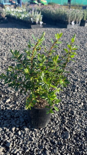 Glossy green hebe shrub in a black nursery pot on gravel with other potted plants in the background