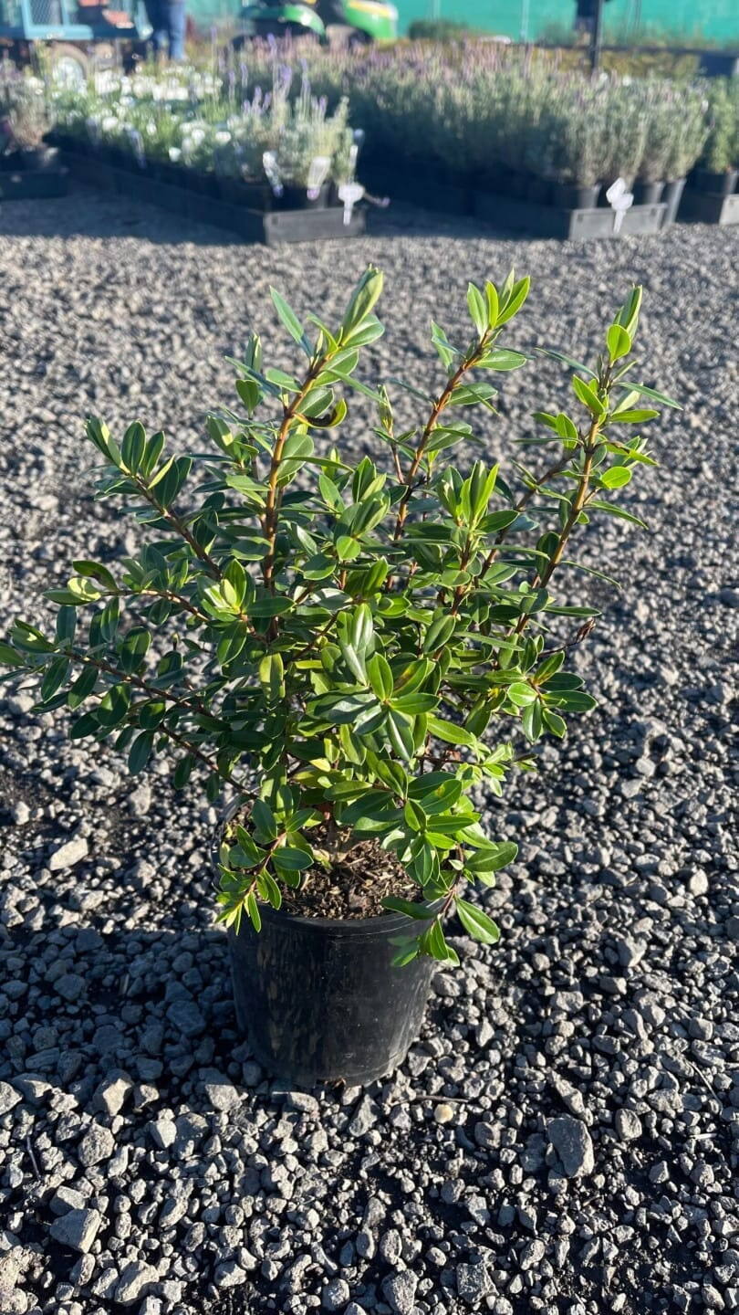 Glossy green hebe shrub in a black nursery pot on gravel with other potted plants in the background
