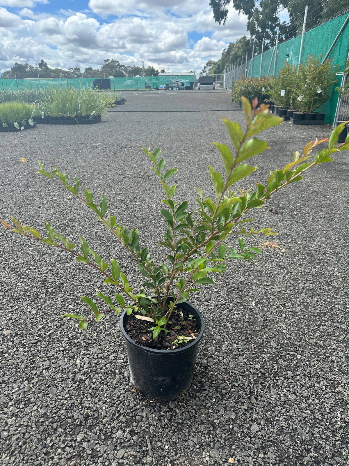 Young crepe myrtle in black 20cm pot with green leaves on gravel at plant nursery with potted plants behind