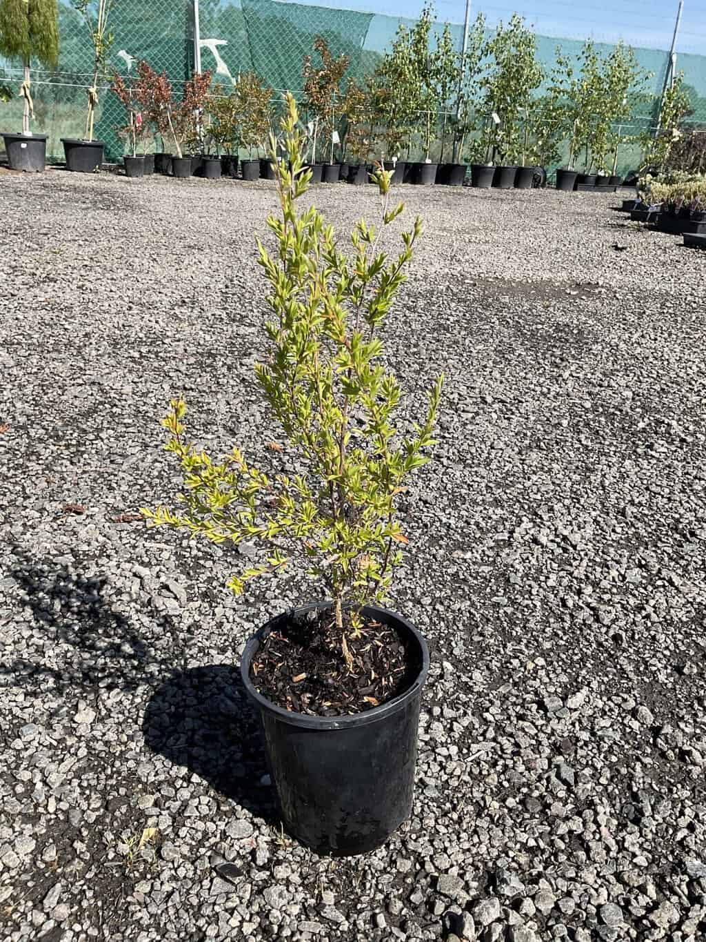 Young lemon scented tea tree with light green foliage in black nursery pot on gravel, other potted plants behind