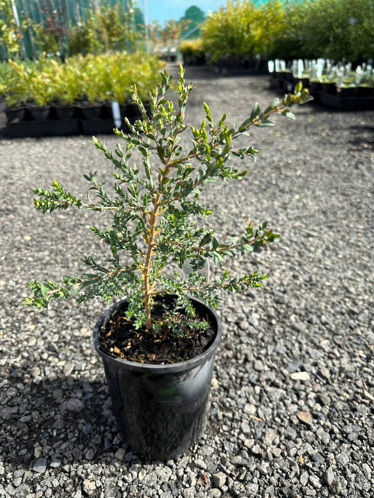 Young cross leaf honey myrtle shrub in black nursery pot with grey-green foliage on gravel at plant nursery