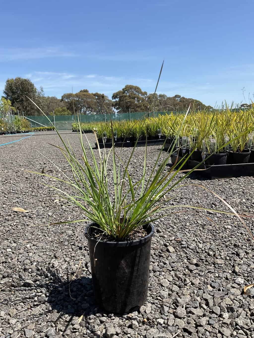 Swamp foxtail grass in a black 14cm pot on gravel at an outdoor nursery with rows of potted plants behind