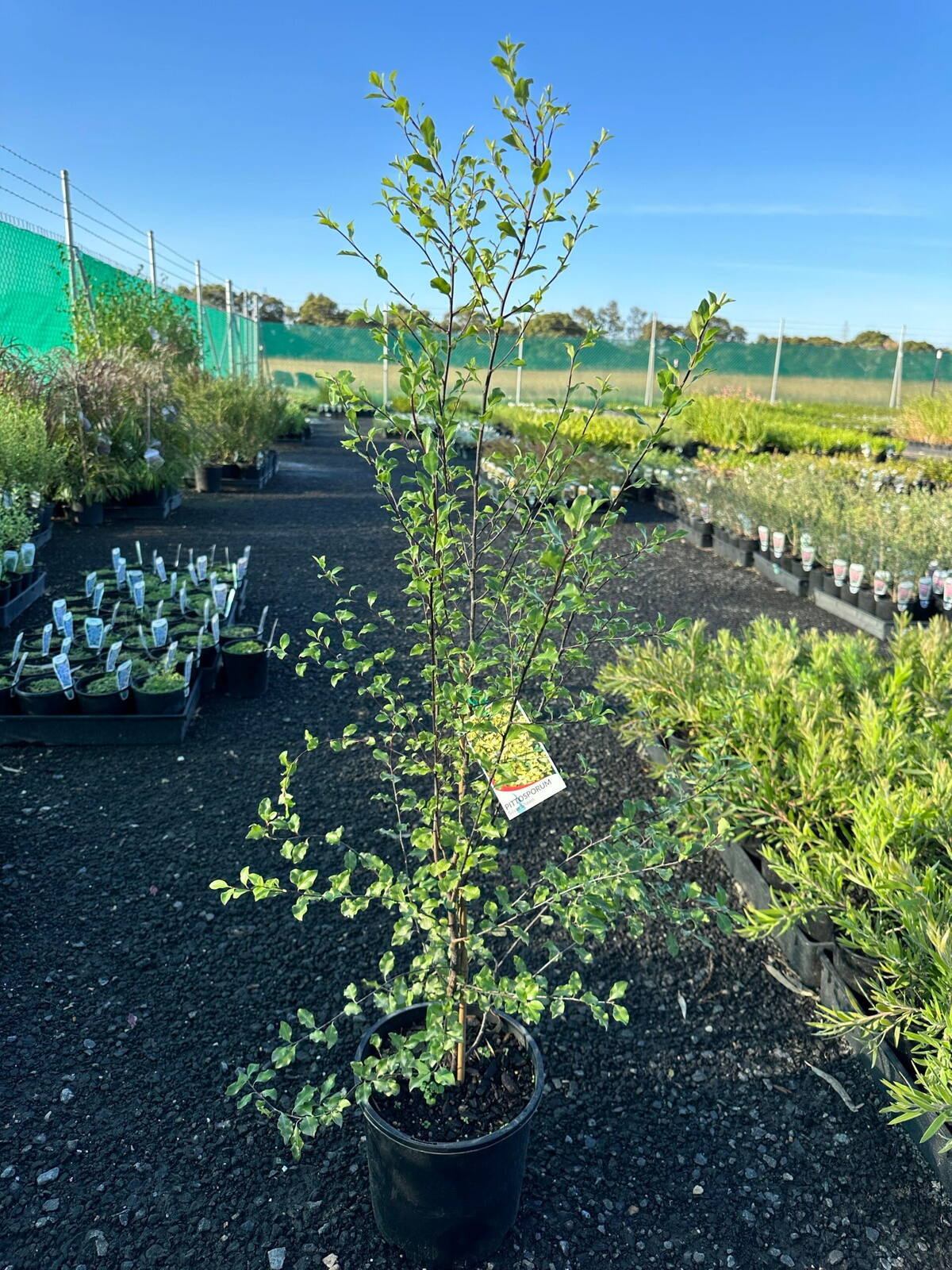 Young pittosporum silver sheen hedge plant in black pot with plant tag on gravel path at plant nursery