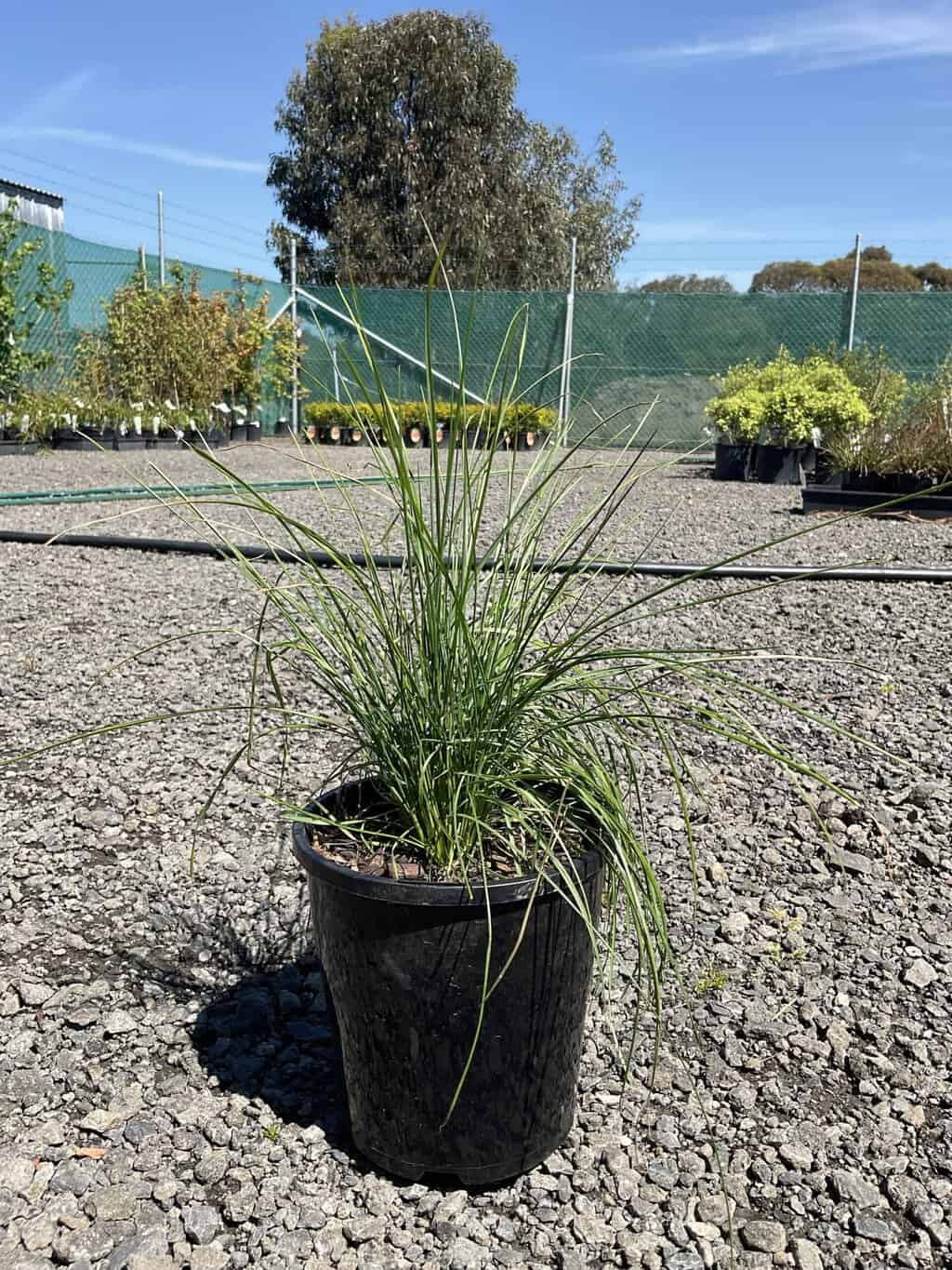 Blue-green tussock grass with fine narrow leaves in a black nursery pot on gravel at an outdoor plant nursery