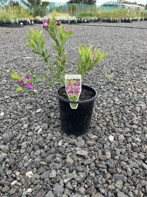 Potted Polygala plant with purple flowers on gravel.