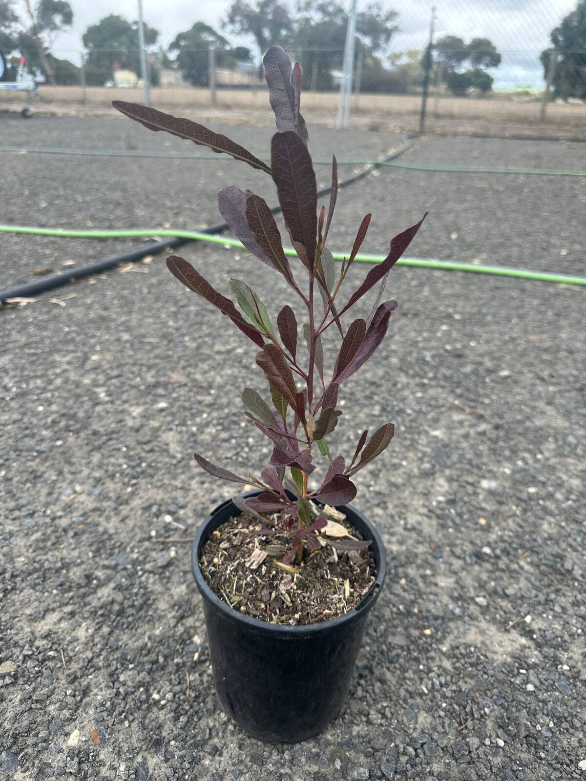 Purple hop bush seedling with burgundy leathery leaves in a black 14cm pot on gravel at a plant nursery