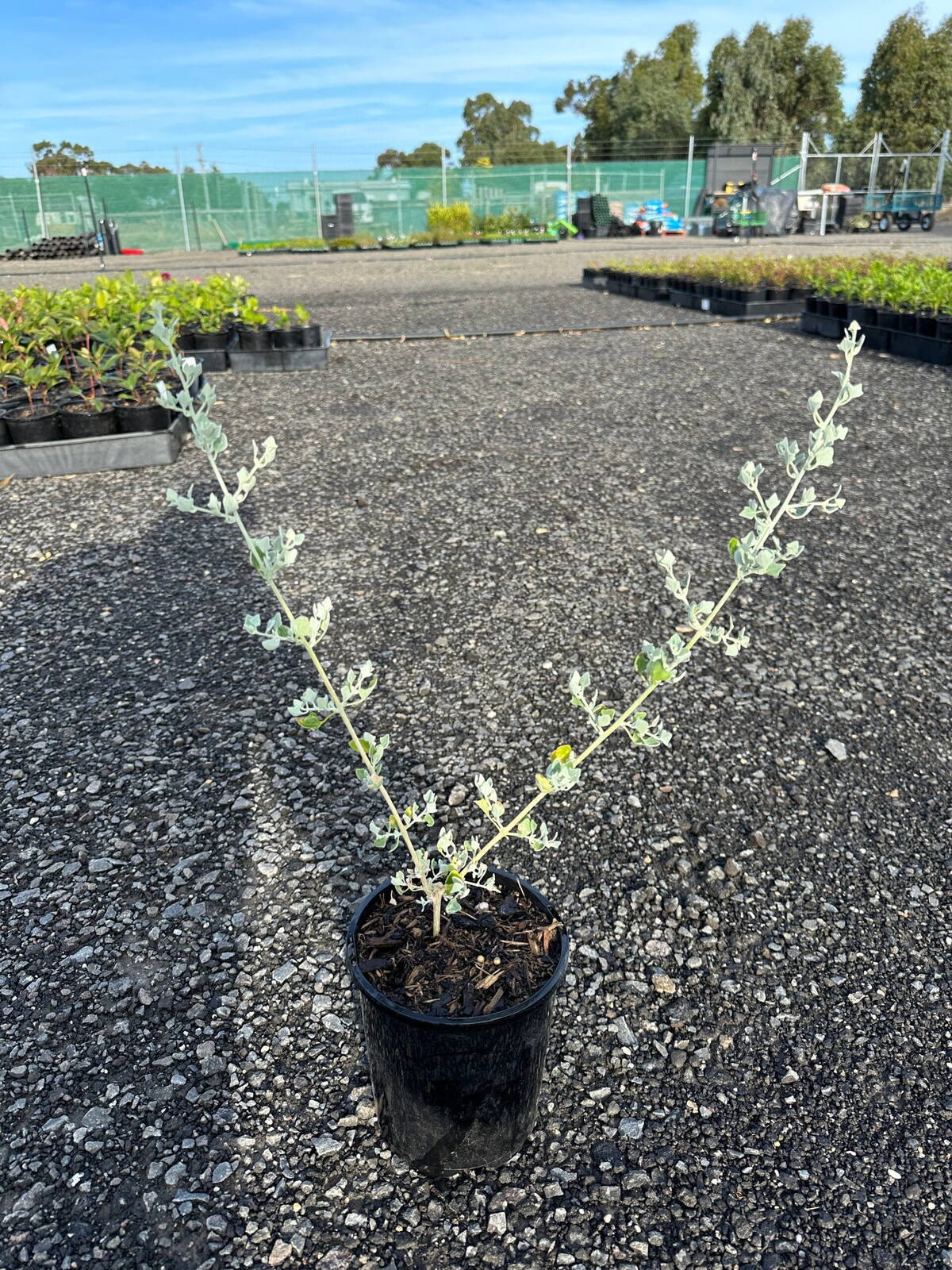 Young creeping salt bush with two silvery-grey stems in a black pot on gravel at a native plant nursery