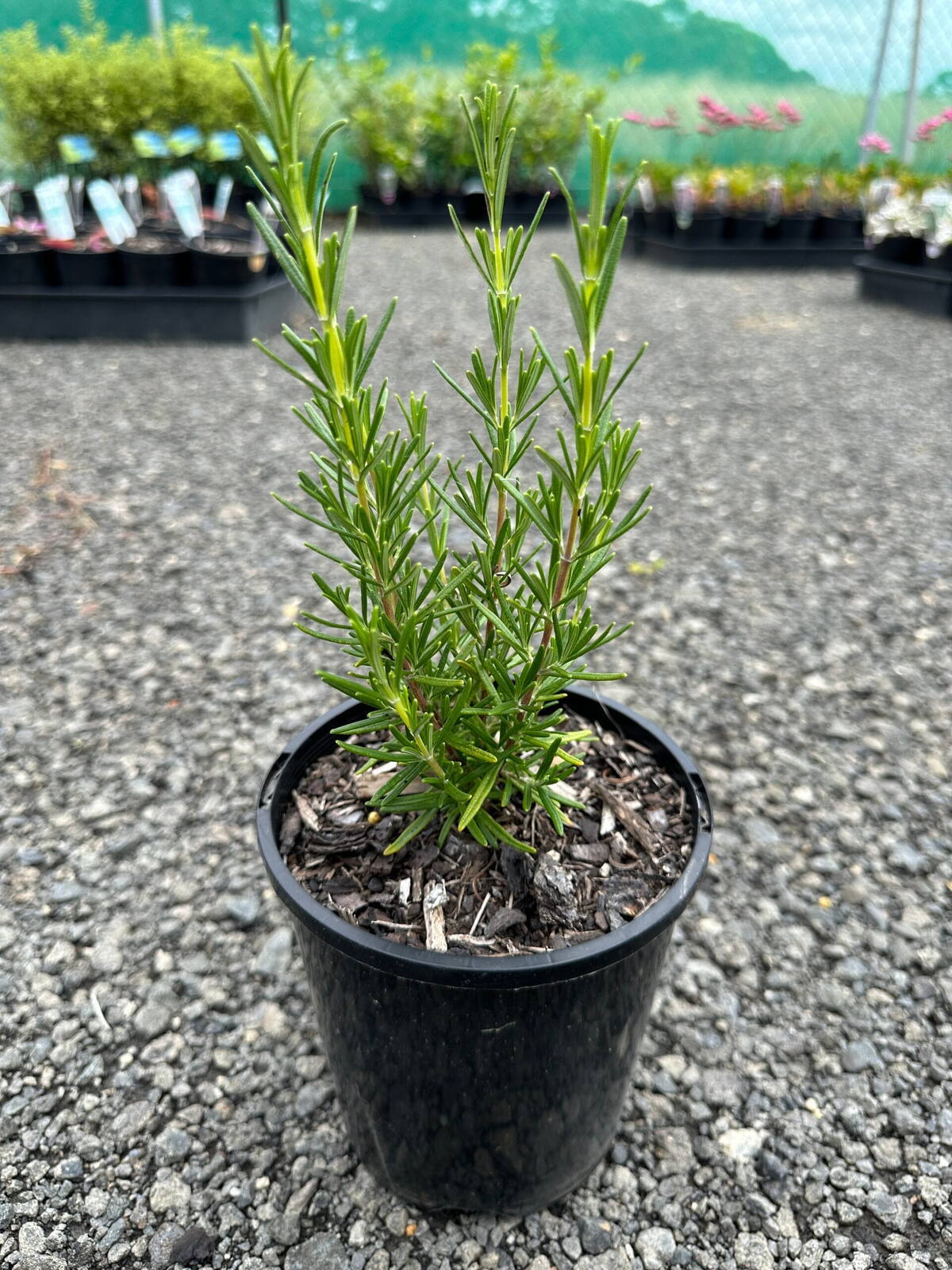 Young pink rosemary shrub with upright needle-like foliage in a black 14cm pot on gravel at the nursery