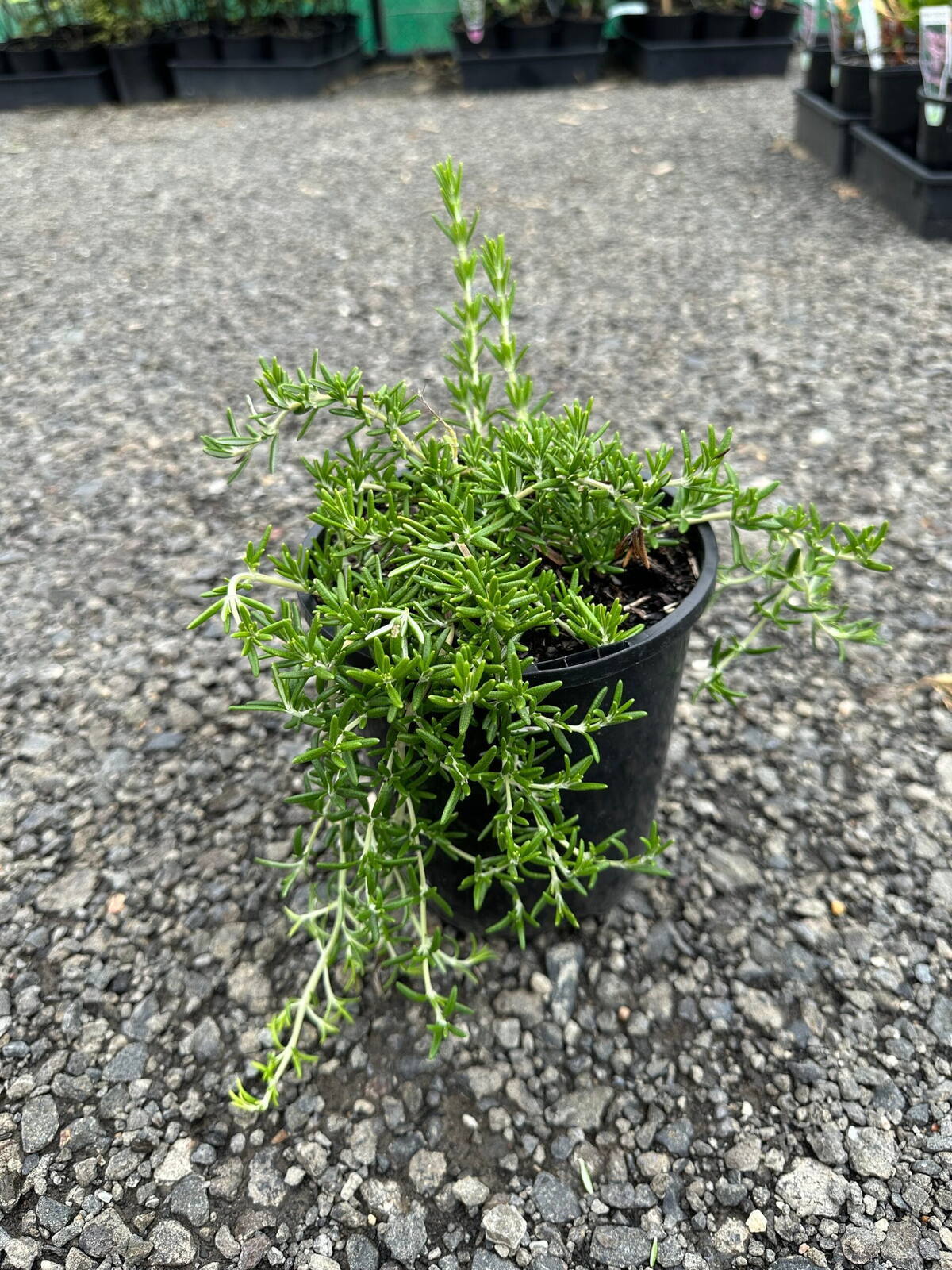 Prostrate rosemary in a black 14cm pot with trailing needle-like green stems on gravel at a plant nursery