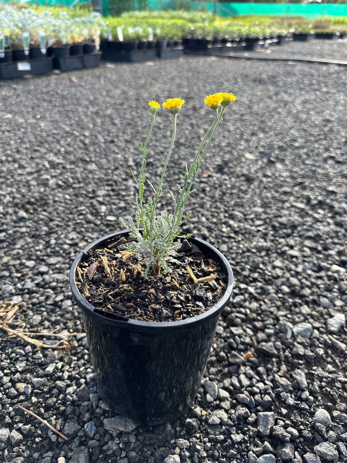 Cotton lavender in black pot with silvery foliage and yellow flower heads on gravel at plant nursery