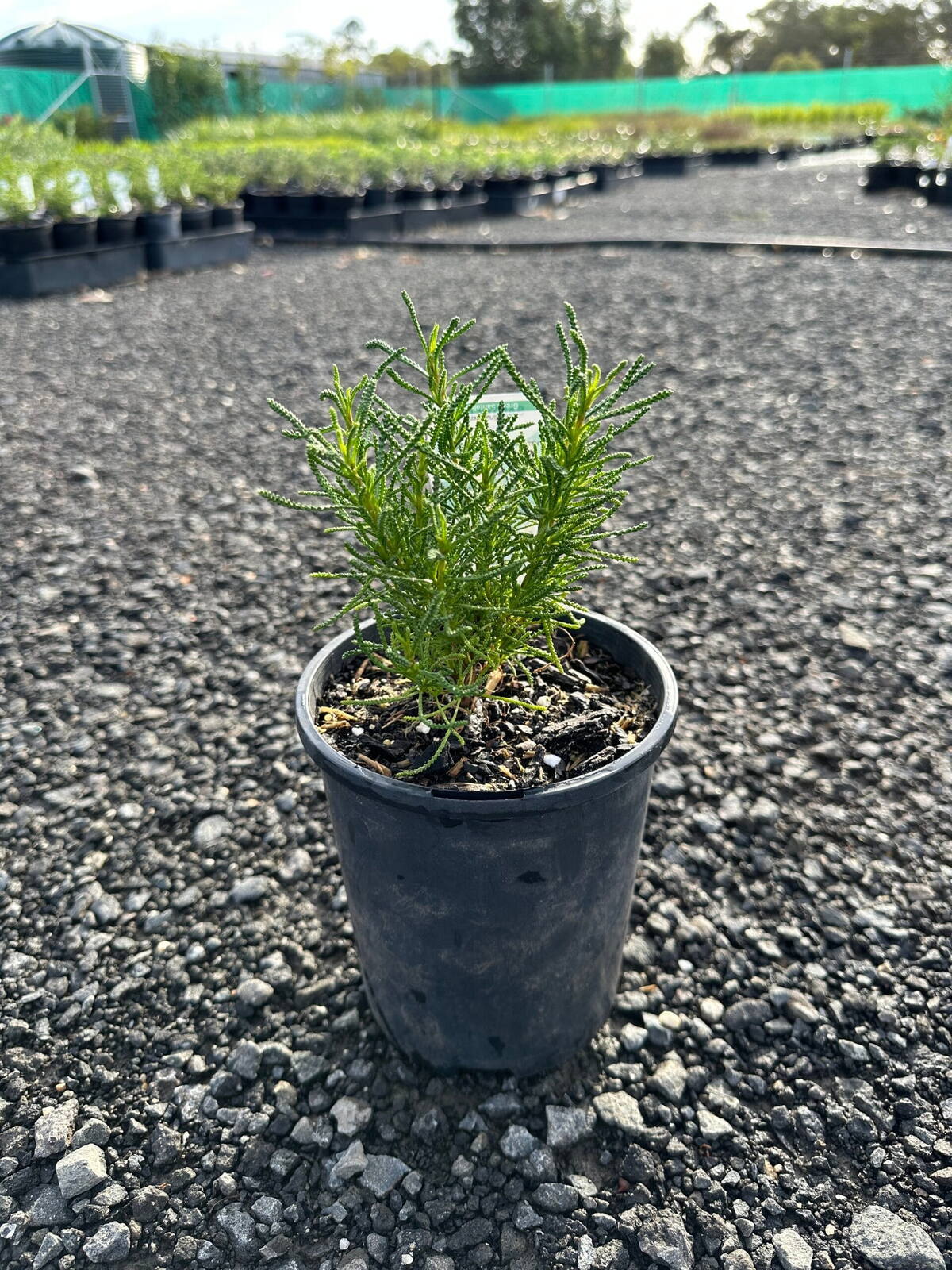 Young santolina virens in black 14cm pot on gravel with rows of nursery plants in the background