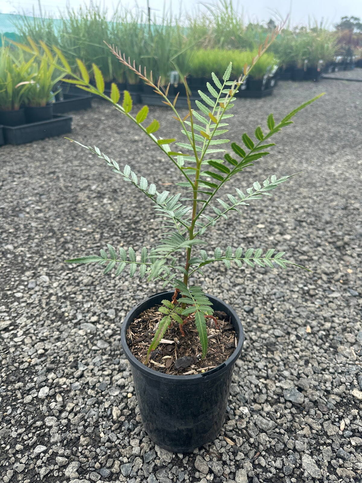 Young peppercorn tree with feathery green leaves in a black nursery pot on gravel, other plants in background
